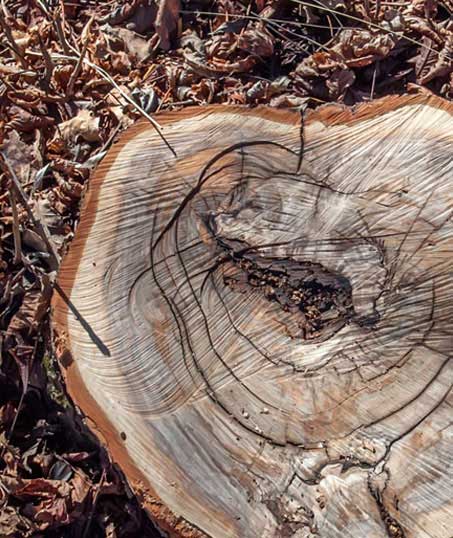 Alabama Greenscapes, LLC Tree Removal