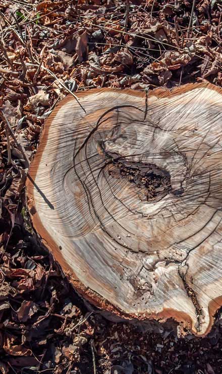 Alabama Greenscapes, LLC Tree Removal